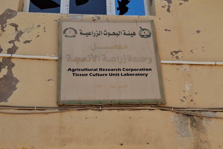 بنك الجينات الوراثية النباتية بود مدني - معمل وحدة زراعة الأنسجة