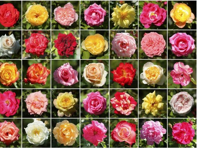 A combination of photographs shows roses in a public rose garden in Vienna, August 29, 2014. REUTERS/Heinz-Peter Bader (AUSTRIA - Tags: ENVIRONMENT)