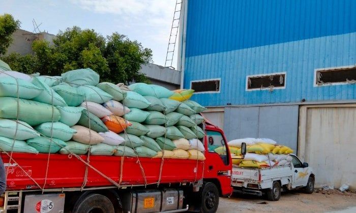 سنابل الخير.. توريد 26 ألفًا و200 طن قمح لشون وصوامع البحيرة سنابل الخير.. توريد 26 ألفًا و200 طن قمح لشون وصوامع البحيرة