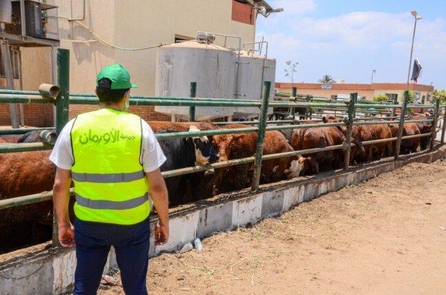 الأورمان تُجري استعدادات مكثفة لاستقبال عيد الأضحى المبارك ببني سويف الأورمان تُجري استعدادات مكثفة لاستقبال عيد الأضحى المبارك ببني سويف