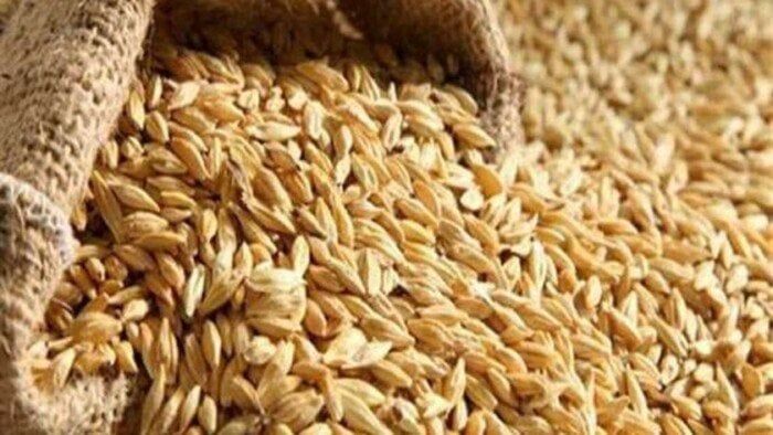 سعر الأرز الشعير اليوم