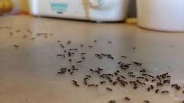 وصفة بسيطة للتخلص من النمل والصراصير
