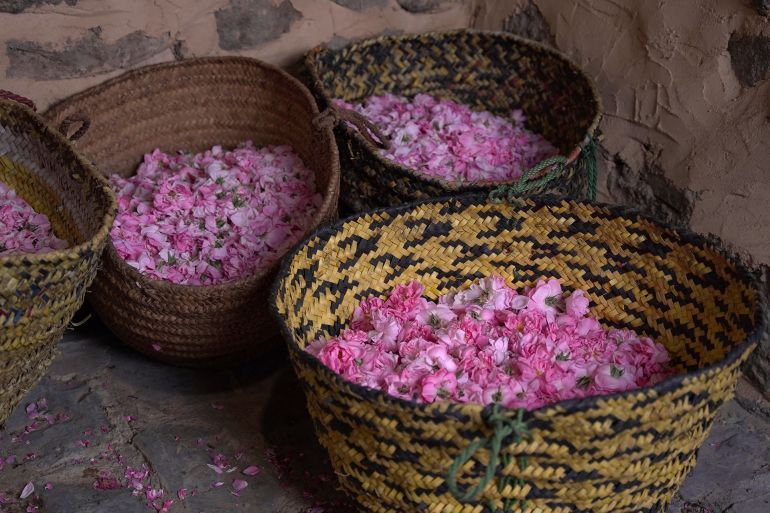 موسم الورد في عُمان سياحية بين سحر الطبيعة وعبق التراث