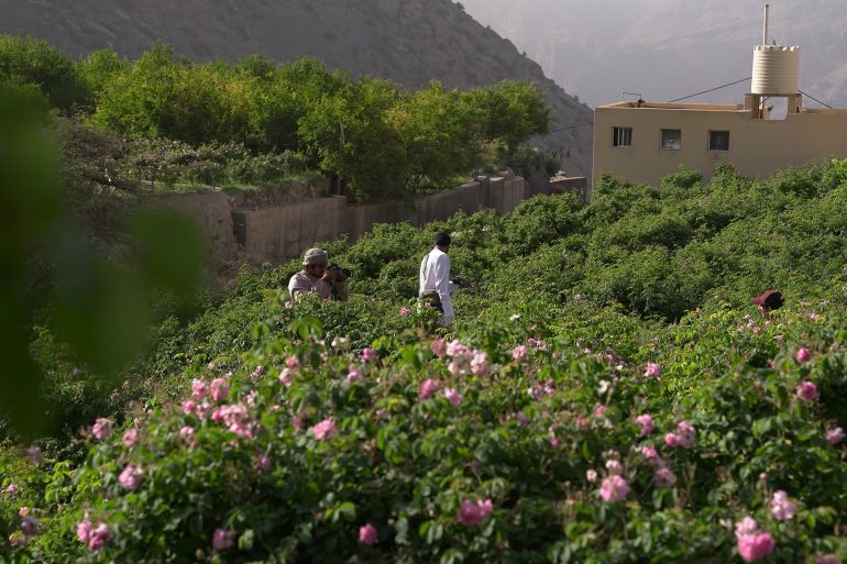 موسم الورد في عُمان سياحية بين سحر الطبيعة وعبق التراث