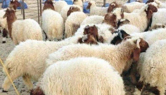 أسعار الأضاحي في مصر 2025.. كيلو الخراف قايم وصل كام الآن؟