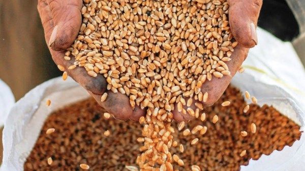 محافظ سوهاج: توريد 130 ألف طن قمح بزيادة 20% عن العام الماضي محافظ سوهاج: توريد 130 ألف طن قمح بزيادة 20% عن العام الماضي