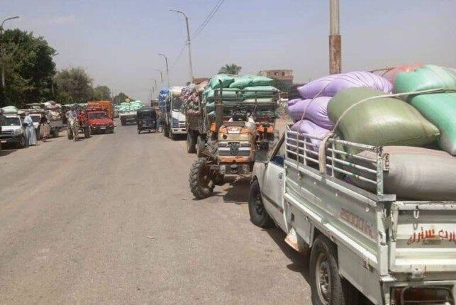 الذهب الأصفر يملأ الصوامع.. توريد 299 ألف طن من القمح ضمن موسم توريد 2025 الذهب الأصفر يملأ الصوامع.. توريد 299 ألف طن من القمح ضمن موسم توريد 2025