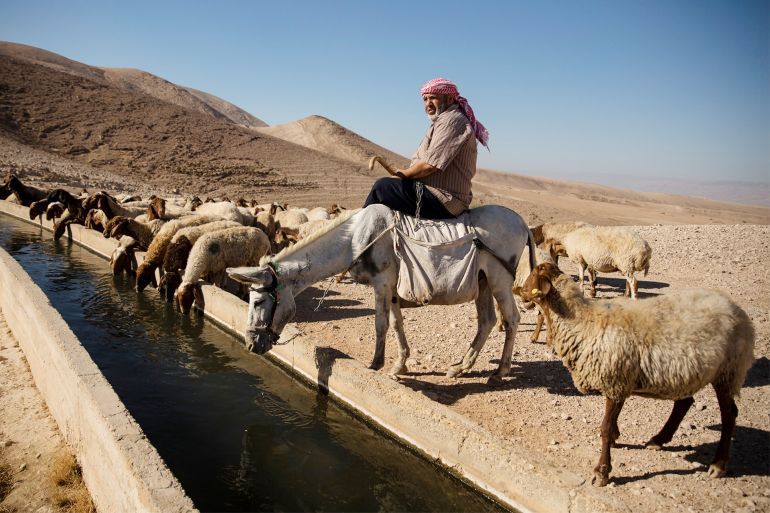 راعي فلسطيني يتجه بأغنامه إلى عين مياه العوجا شمال مدينة أريحا الفلسطينية لسقيها قبل إعلان الاحتلال الإسرائيلي السيطرة على عين المياه ومحيطها مؤخرا/ المصدر: صفحات التواصل