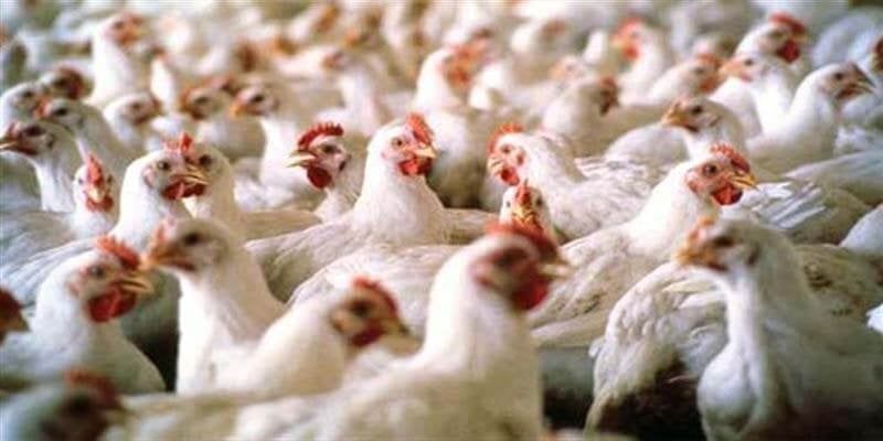حقيقة نفوق 30% من الدواجن في مصر بسبب فيروس وبائي.. رئيس اتحاد منتجي الدواجن يوضح حقيقة نفوق 30% من الدواجن في مصر بسبب فيروس وبائي.. رئيس اتحاد منتجي الدواجن يوضح