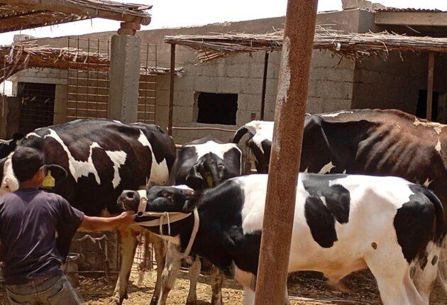 «بحوث الصحراء» يطلق قافلة بيطرية لتحسين صحة الثروة الحيوانية «بحوث الصحراء» يطلق قافلة بيطرية لتحسين صحة الثروة الحيوانية
