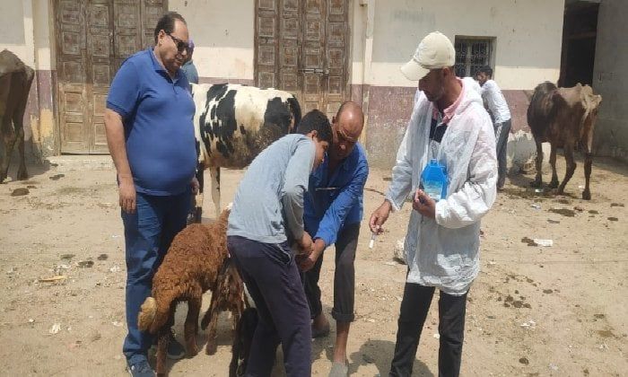 تحصين 23 ألف رأس ماشية ضد مرضي الحمى القلاعية والوادي المتصدع بالبحيرة تحصين 23 ألف رأس ماشية ضد مرضي الحمى القلاعية والوادي المتصدع بالبحيرة
