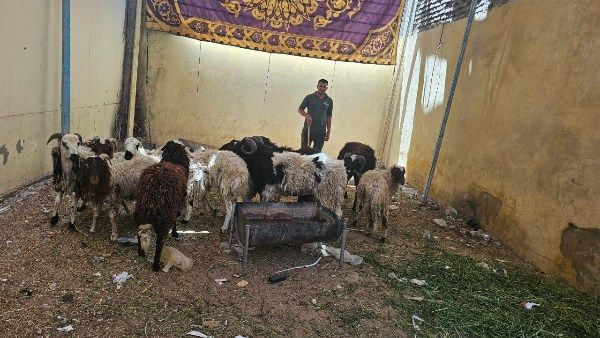 تموين الأقصر: وصول خراف حية و مجمدة بمناسبة قرب عيد الأضحى تموين الأقصر: وصول خراف حية و مجمدة بمناسبة قرب عيد الأضحى