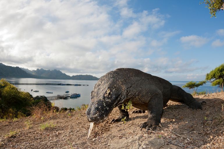 Komodo Dragon, Varanus komodoensis, Komodo National Park, Indonesia