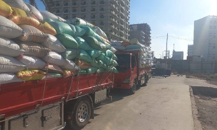 حصاد الخير.. شون وصوامع البحيرة تستقبل 267 ألف طن من المزارعين حصاد الخير.. شون وصوامع البحيرة تستقبل 267 ألف طن من المزارعين