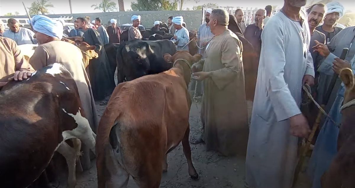 من داخل السوق