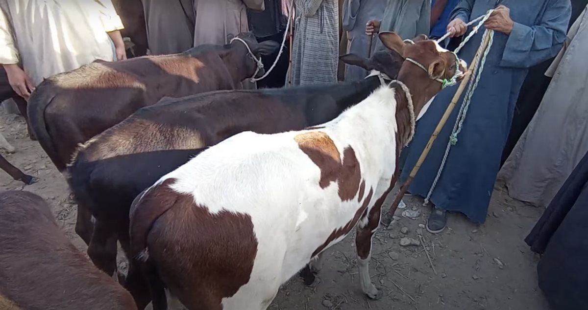 من السوق