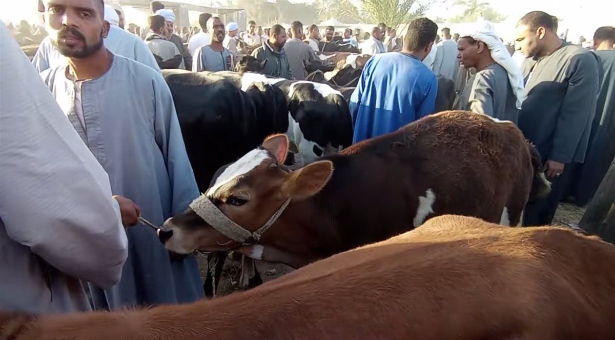 من داخل السوق