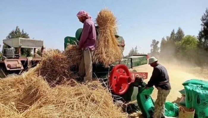 توريد 435 ألف و850 طن قمح في أسوان توريد 435 ألف و850 طن قمح في أسوان