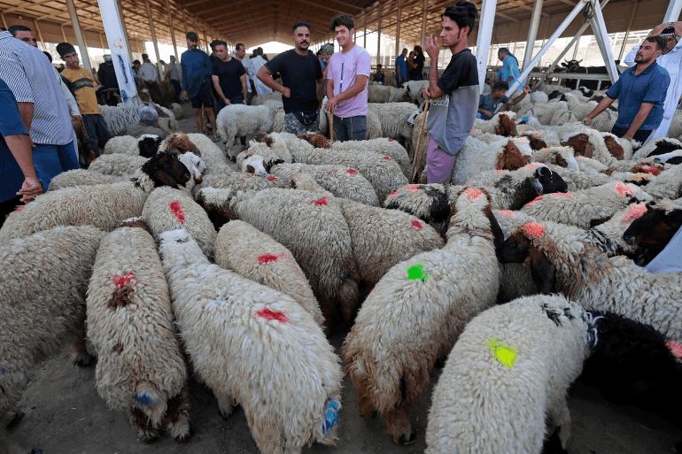 ارتفاع اسعار المواشي يجعل المواطنين يعزفون عن شراءها وكالات A vendor takes care of sheep at a livestock market in Jordan's capital of Amman on August 20, 2018, ahead of the Muslim holiday of Eid al-Adha or the