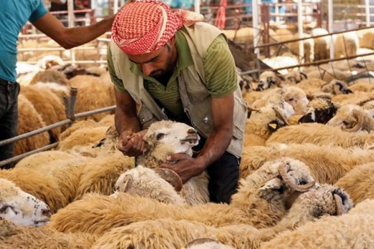 اسعار الاضاحي بالعراق تشهد ارتفاعا عن العام السابق A vendor takes care of sheep at a livestock market in Jordan's capital of Amman on August 20, 2018, ahead of the Muslim holiday of Eid al-Adha or the