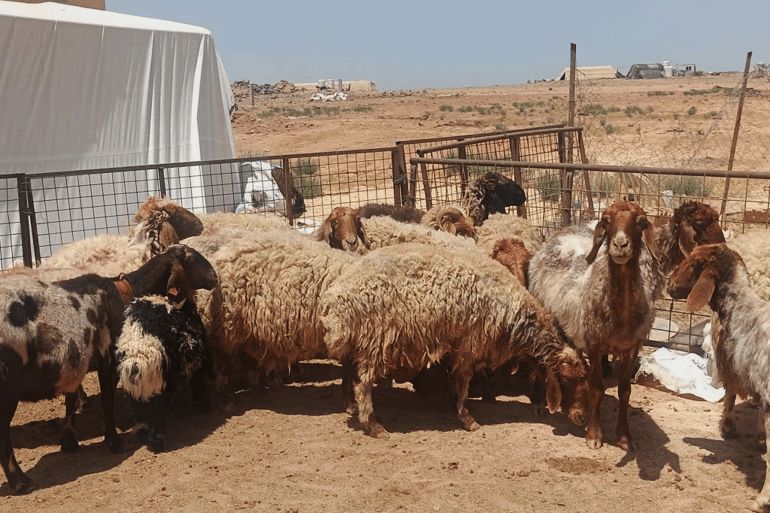 ارتفاع أسعار الأضاحي في الأردن مقارنة بالعام الفائت 2024 .. الجزيرة نت