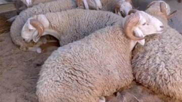 موالون يبيعون الخرفان بالحجوزات ويحددون السعر عشية العيد – الشروق أونلاين