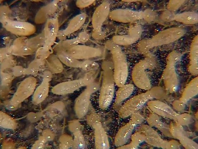termite