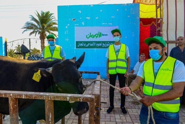 بني سويف تستقبل أضاحي الأورمان: 45 عجلًا بلديًا و50 طن لحوم مستوردة للأكثر احتياجاً بني سويف تستقبل أضاحي الأورمان: 45 عجلًا بلديًا و50 طن لحوم مستوردة للأكثر احتياجاً
