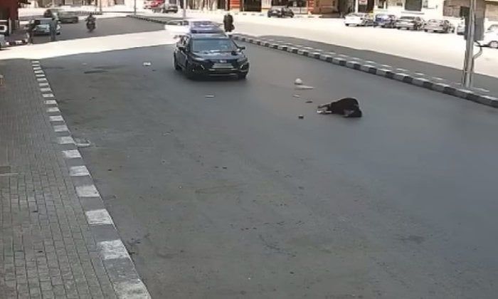 سيارة ملاكي تُطيح بفتاة بطنطا والأمن يكثف جهوده لضبط قائدها سيارة ملاكي تُطيح بفتاة بطنطا والأمن يكثف جهوده لضبط قائدها