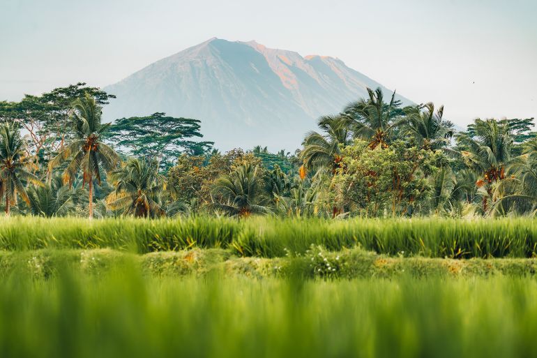 Indonesia, Tropical landscape. Rice fields, palm trees and volcano in Bali