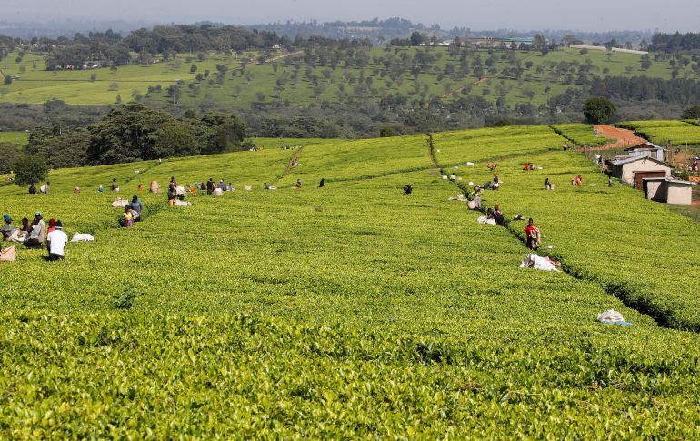 Members of the Kimasas Cooperative Society, accused by Eastern Produce Kenya (EPK) of invading the Sitoi Tea Estate causing substantial financial losses to the company, pluck tea leaves at a plantation in Mosine village of Nandi County, Kenya, January 22, 2025. REUTERS/Monicah Mwangi
