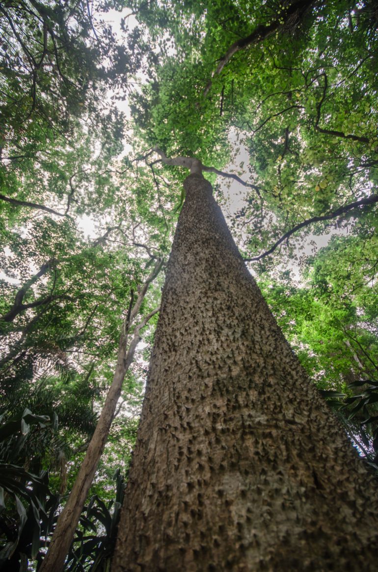 Sandbox tree (Hura crepitans) defensive spikes on trunk. San Felipe, Yaracuy, Venezuela.