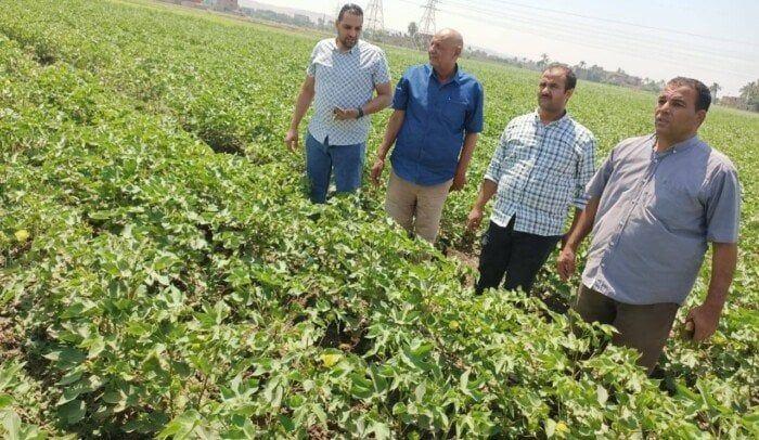 «رؤية مصر 2030» في حقول أسيوط.. متابعة مكثفة للزراعات الصيفية لتعزيز الأمن الغذائي «رؤية مصر 2030» في حقول أسيوط.. متابعة مكثفة للزراعات الصيفية لتعزيز الأمن الغذائي