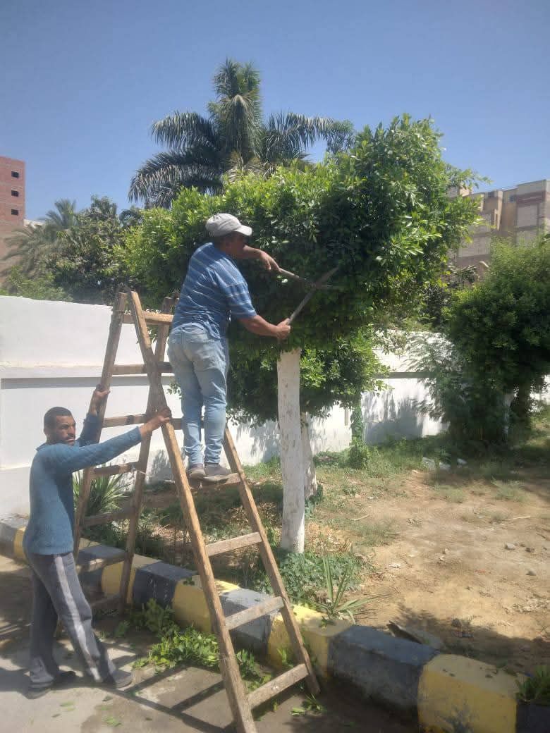 تهذيب وقص ورى الأشجار بمنتزهات حى شرق