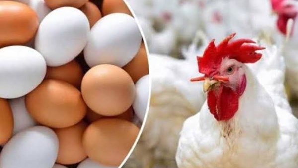 وسط ترقب المواطنين| انخفاض جديد في أسعار الفراخ البيضاء.. ومفاجأة خلال أسبوع وسط ترقب المواطنين| انخفاض جديد في أسعار الفراخ البيضاء.. ومفاجأة خلال أسبوع