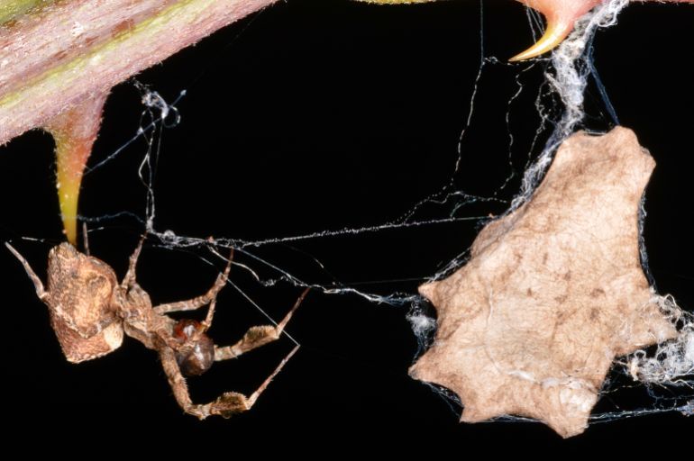 Female and egg sac of Uloborus plumipes (feather-legged lace weaver), a species of Old World cribellate spider in the family Uloboridae.
