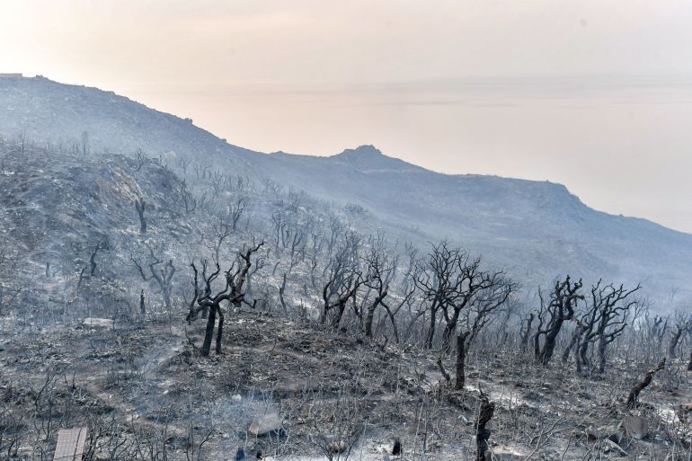Burnt trees stand in the wake of a forest fire near the town of Melloula in northwestern Tunisia close to the border with Algeria on July 24, 2023. - Fires raged again on July 24 in a Tunisian pine forest near the border with Algeria, after another blaze in the area the prior week. Wildfires raging across Algeria during a blistering heatwave have killed more than 30 people and forced mass evacuations, the government said. (Photo by FETHI BELAID / AFP)