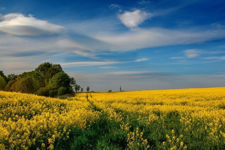 في القرى، فإن النباتات تنمو بشكل طبيعي (بيكسابي)