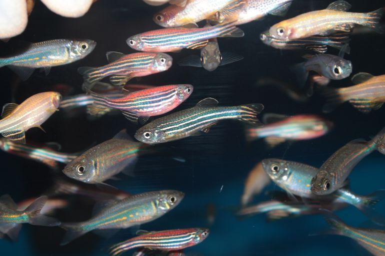 Zebrafish سمك الزيبرا