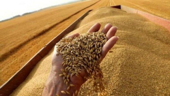 «بـ 10 ملايين طن».. مصر تحتل المركز الـ 15 عالميًا فى إنتاج القمح