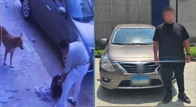 القبض على شخص تسبب في نفوق كلاب ضالة بالجيزة القبض على شخص تسبب في نفوق كلاب ضالة بالجيزة