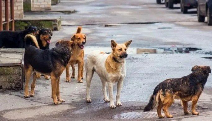 مبادرة شاملة لإنهاء أزمة الكلاب الضالة في أسوان مبادرة شاملة لإنهاء أزمة الكلاب الضالة في أسوان