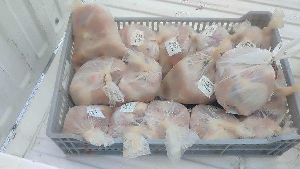 بورسعيد: ضبط 40 كيلوجرامًا من قطع الدجاج منتهية الصلاحية بورسعيد: ضبط 40 كيلوجرامًا من قطع الدجاج منتهية الصلاحية
