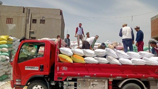 توريد 25 ألف طن من الأقماح المحلية فى محافظة الأقصر توريد 25 ألف طن من الأقماح المحلية فى محافظة الأقصر