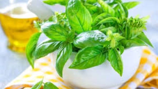 فوائد غير متوقعة لنبتة الريحان