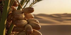 الصناعة والثروة المعدنية تعلن تأسيس جمعية مصنعي التمور غير الربحية - الكويت الاخباري