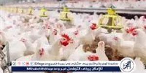 بورصة الدواجن.. أسعار الفراخ البيضاء اليوم الاثنين 5-5-2025 في قنا - الكويت الاخباري