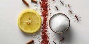 طرق طبيعية فعالة للتخلص من النمل في المنزل - الكويت الاخباري