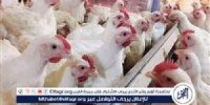 بورصة الدواجن.. أسعار الفراخ البيضاء اليوم الخميس 8-5-2025 في قنا - الكويت الاخباري