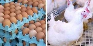 أسعار الدواجن والبيض في الأسواق اليوم الخميس - الكويت الاخباري